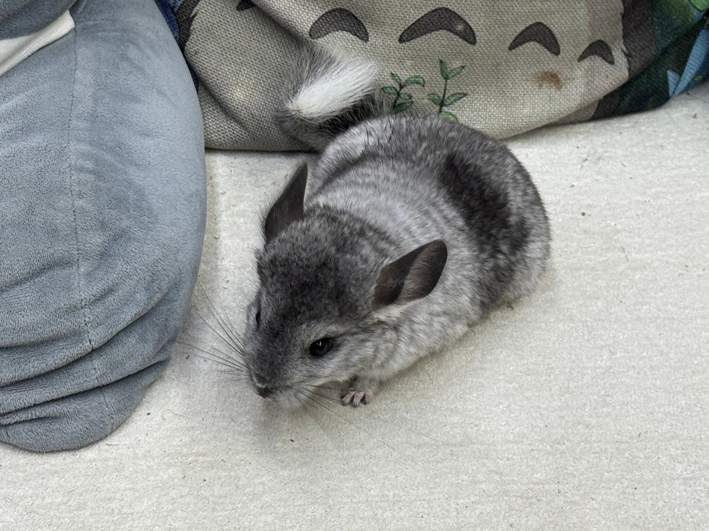 Chinchillas: S011 Mosaic female chinchilla for sale (USA lineage)