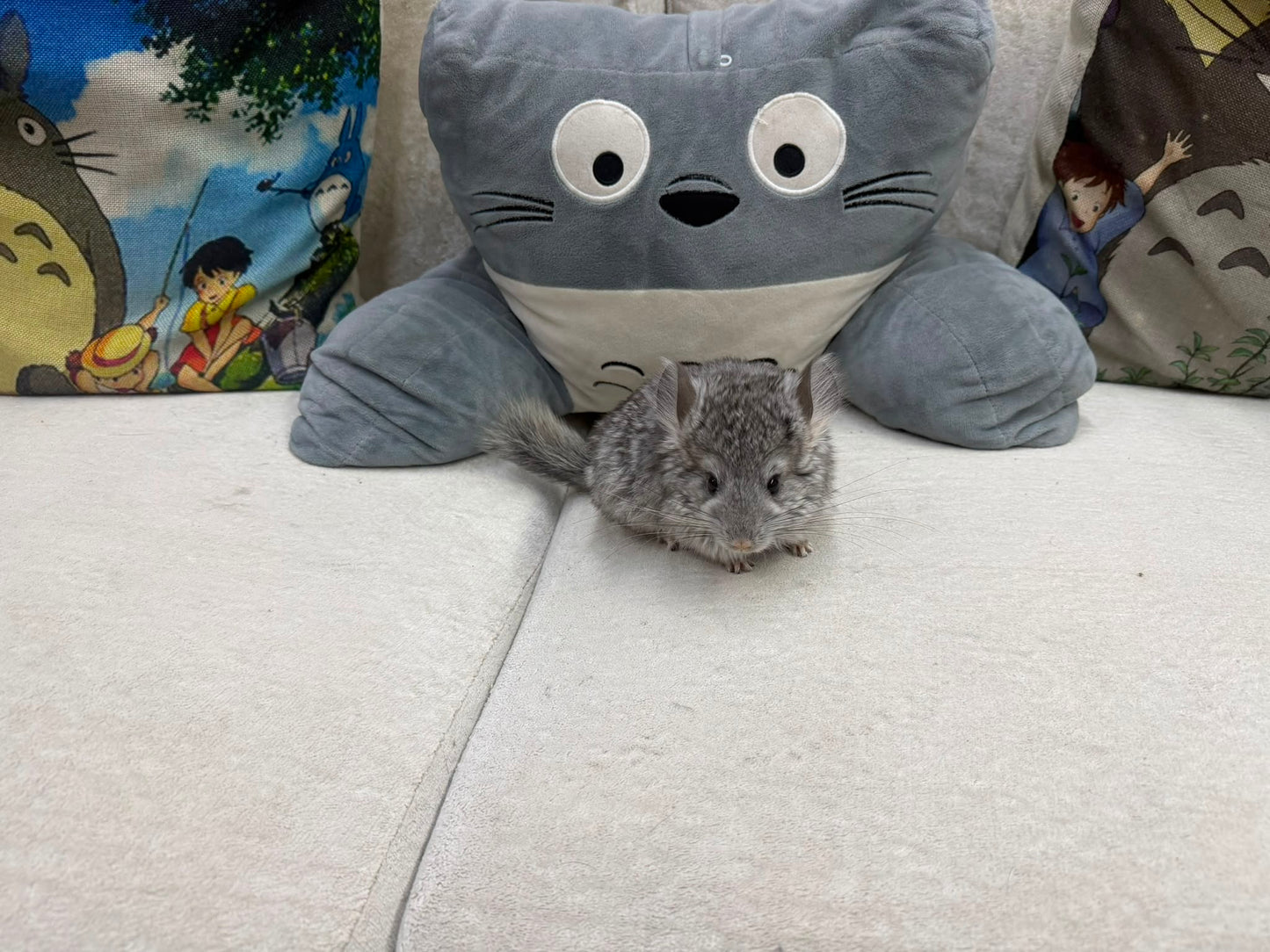 Chinchillas: T012 Standard VC RPA (Angora) female chinchilla for sale