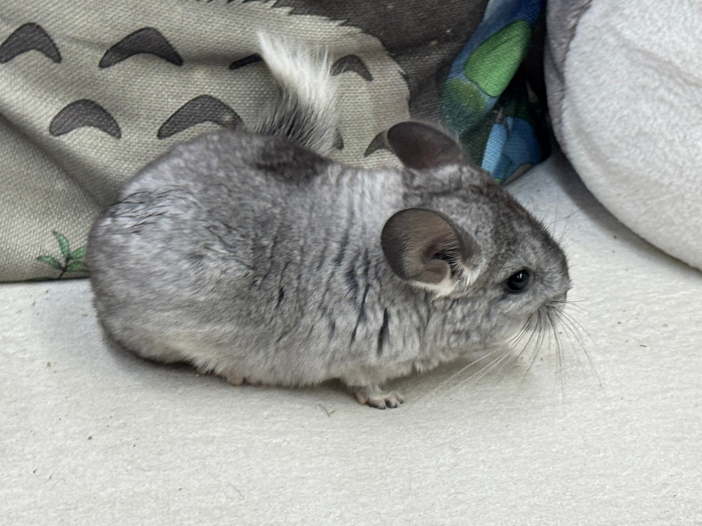 Chinchillas: S011 Mosaic female chinchilla for sale (USA lineage)
