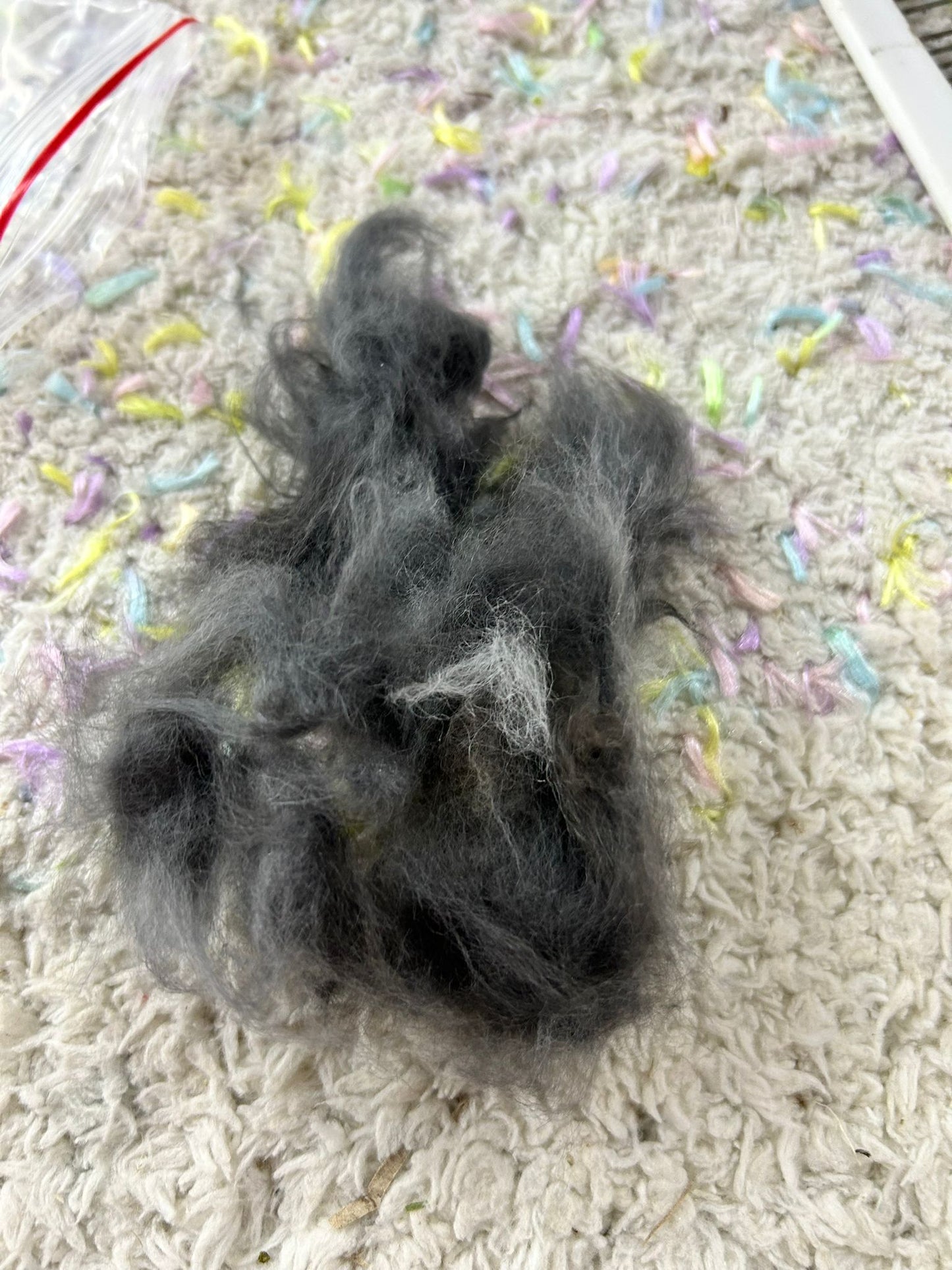 Grooming/ Checking of hair ring/ Combing out tangled fur knots from your RPA chinchillas or short fur chinchillas (any chinchilla) sometimes need to wash butts too😂