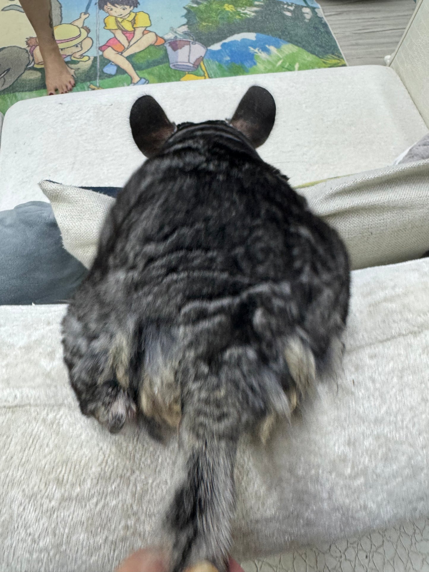 Grooming/ Checking of hair ring/ Combing out tangled fur knots from your RPA chinchillas or short fur chinchillas (any chinchilla) sometimes need to wash butts too😂