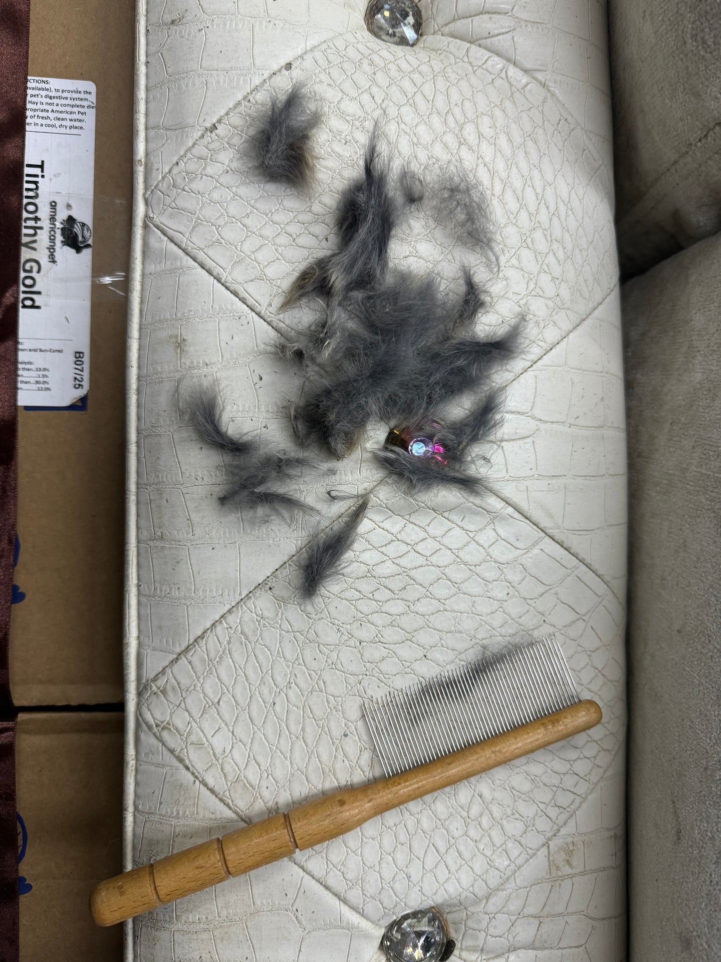 Grooming/ Checking of hair ring/ Combing out tangled fur knots from your RPA chinchillas or short fur chinchillas (any chinchilla) sometimes need to wash butts too😂