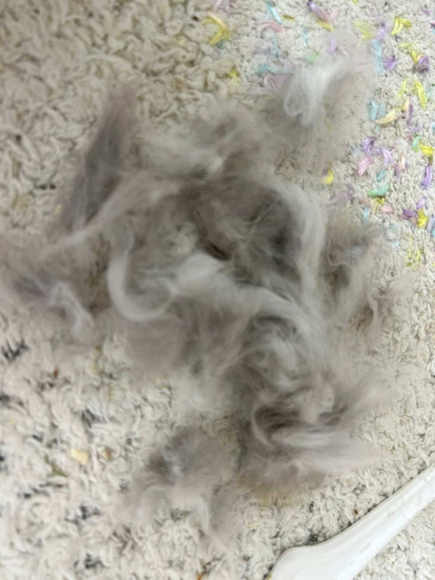 Grooming/ Checking of hair ring/ Combing out tangled fur knots from your RPA chinchillas or short fur chinchillas (any chinchilla) sometimes need to wash butts too😂