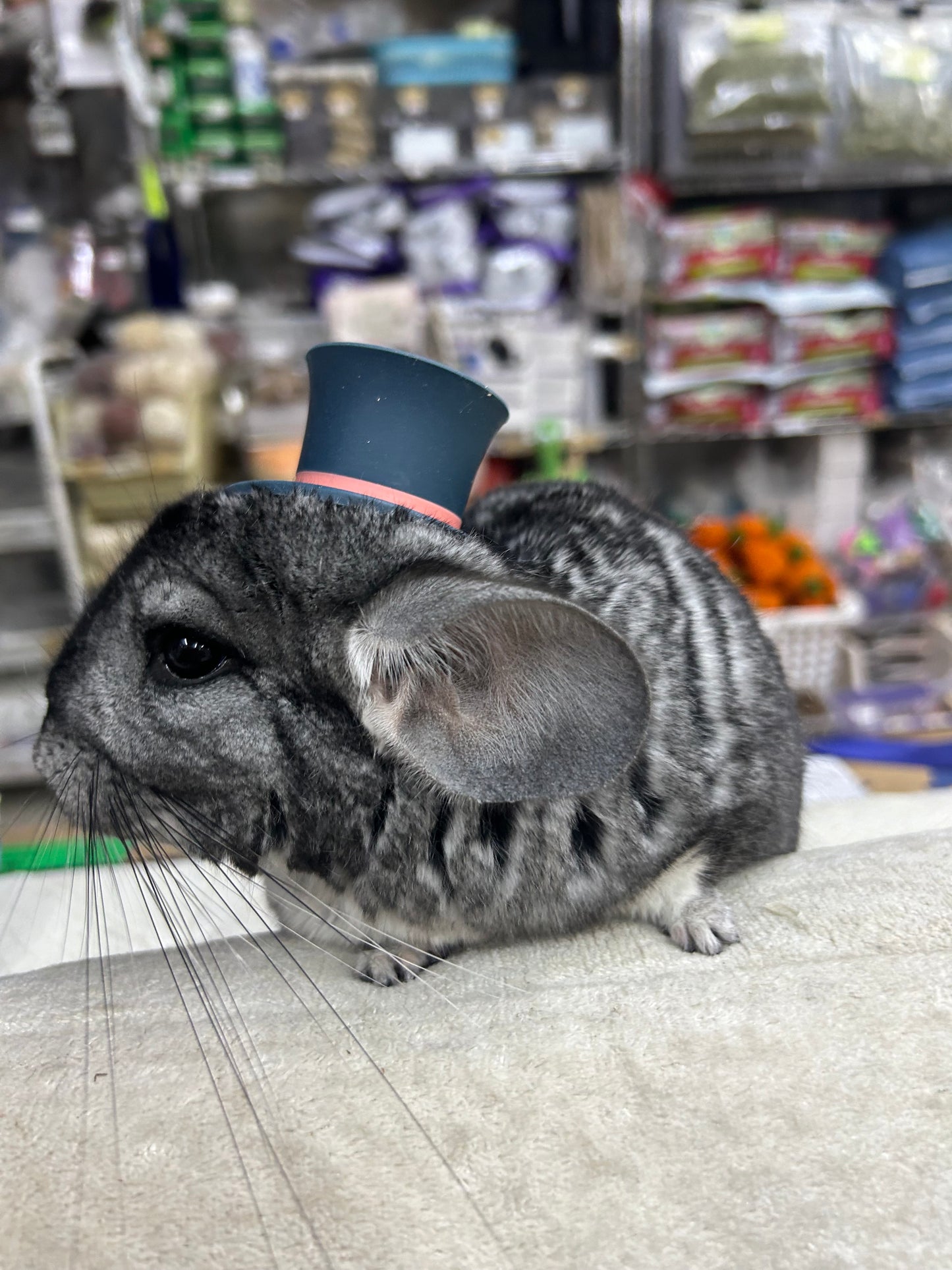 Funky hats/ Headgear/ hat/ cap for Chinchillas, Guinea pigs, rabbits or hamsters limited stock