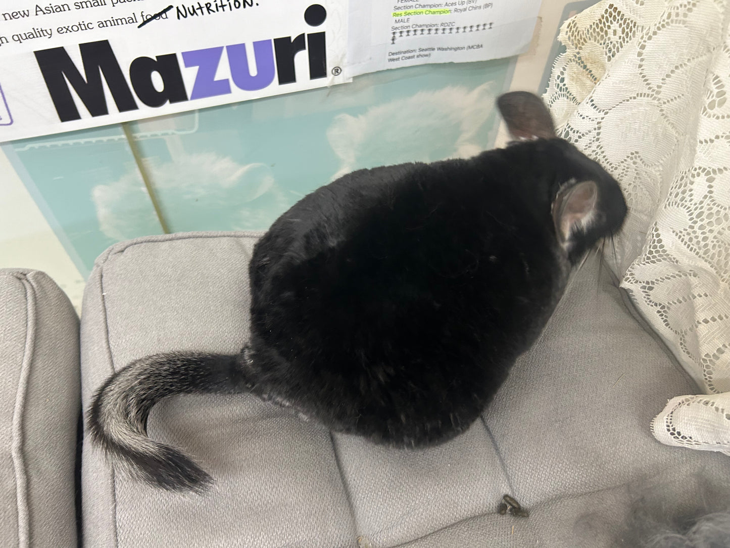 Mazuri 5M01 Chinchilla Pellets Expiry April 2026