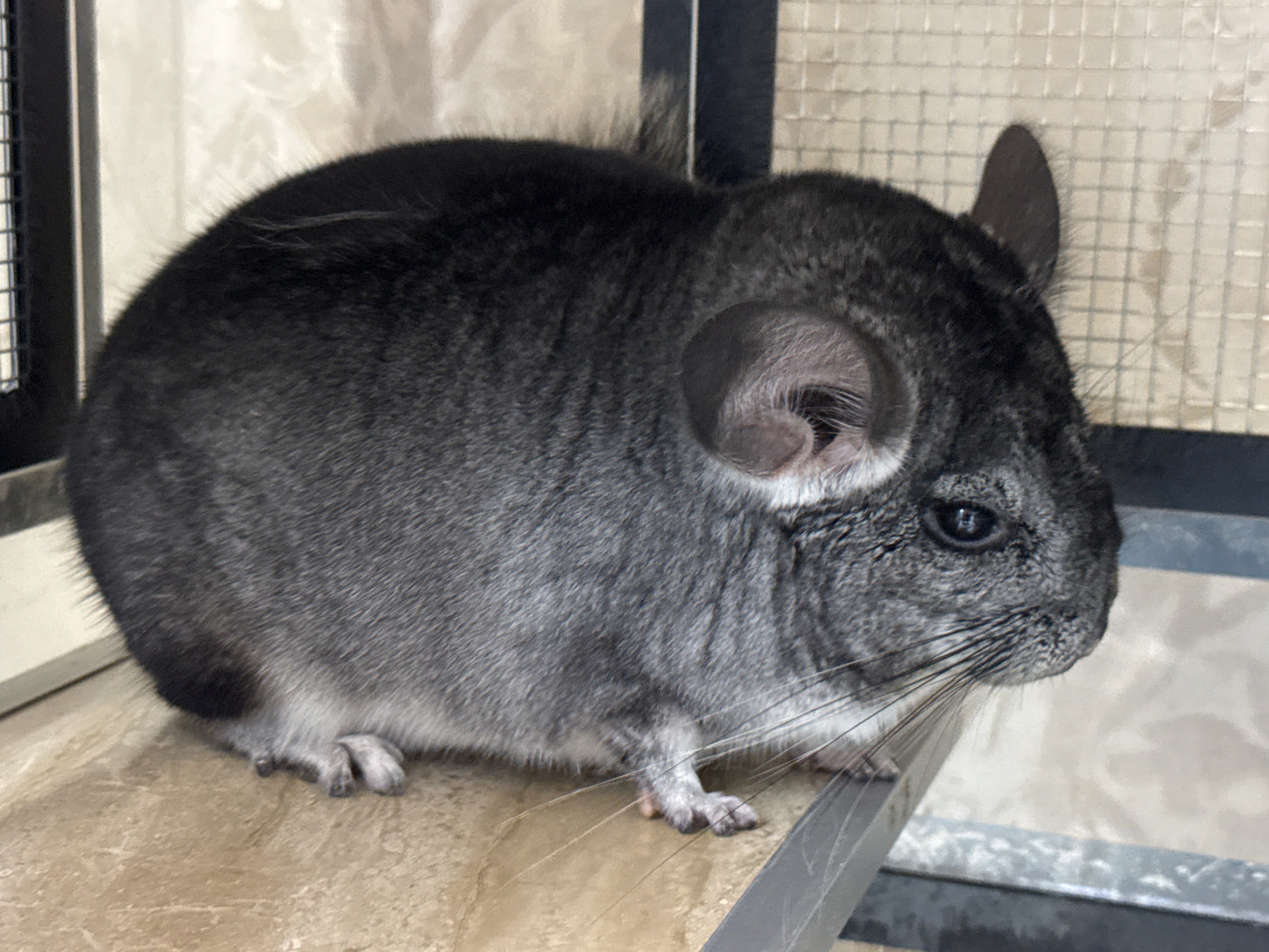 Chinchillas: R042 Standard male chinchilla for sale (USA lineage) $2000