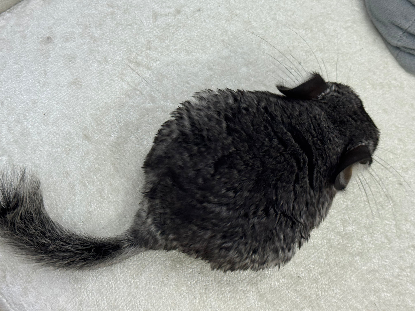 Chinchillas: T014 Standard female chinchilla for sale (Master Breeder’s USA lineage)