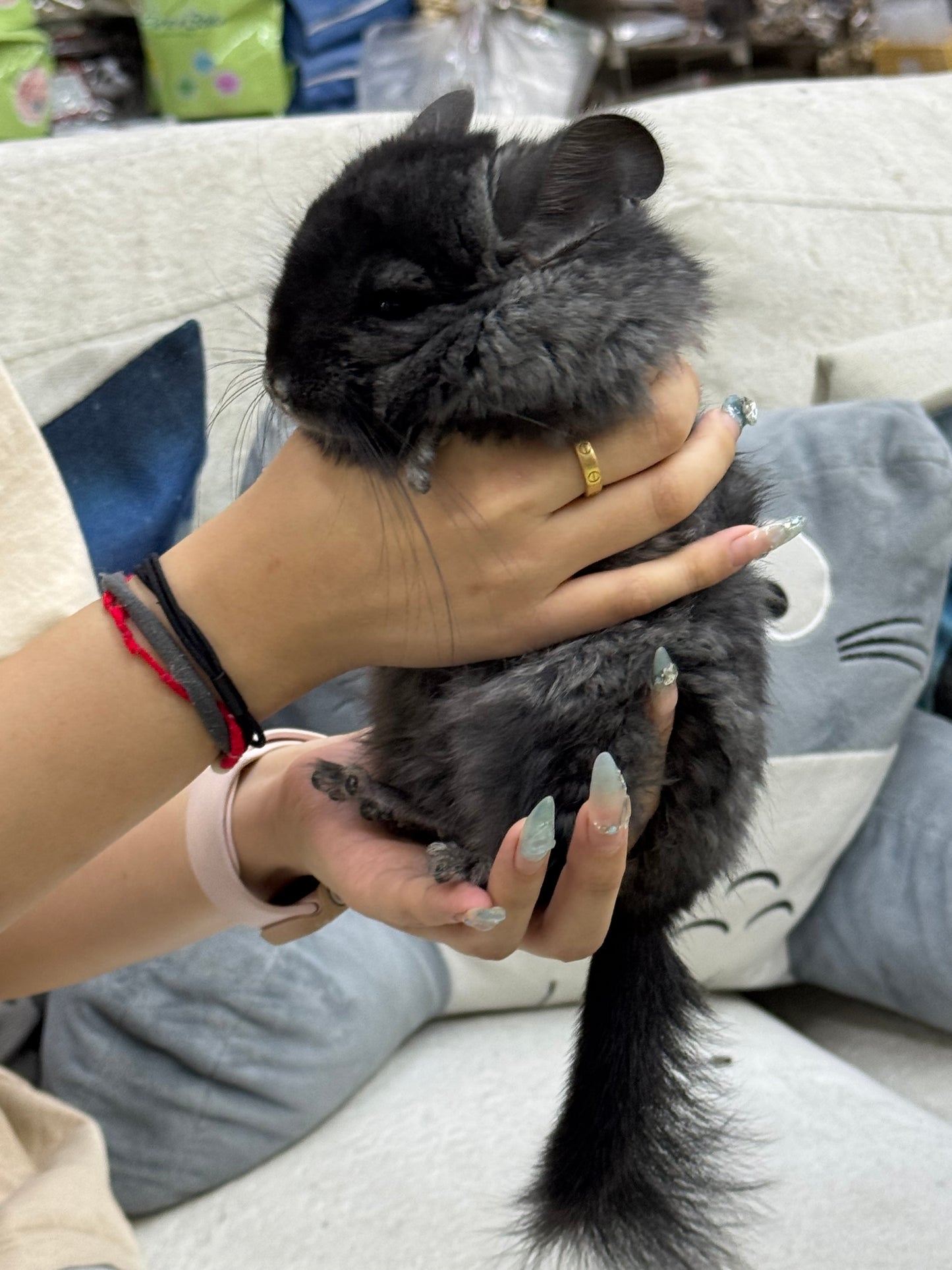 Chinchillas: S002 Dark Ebony RPA (Angora) male chinchilla for sale (CCCU lineage)