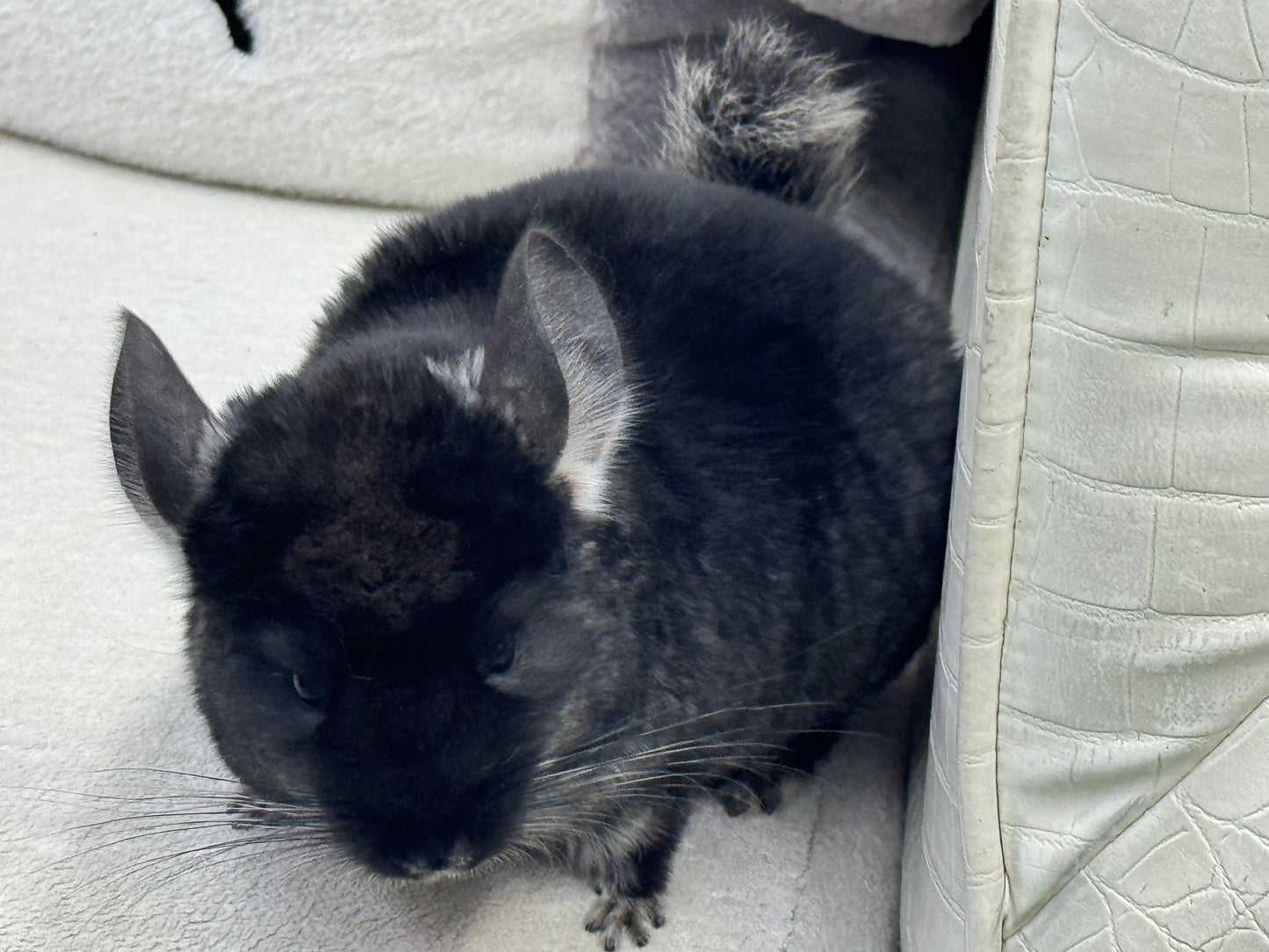 Chinchillas: T007 Black Velvet male chinchilla for sale (USA Master Breeder’s lineage)