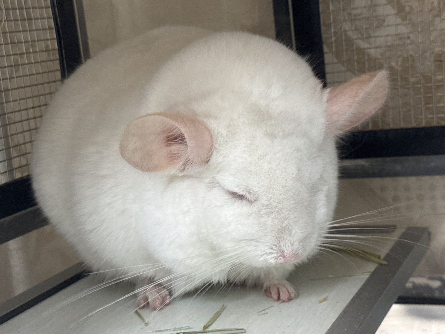Chinchillas: P022 Pink White male chinchilla for sale big size thick fur (Master Shifu) (USA lineage) $1200