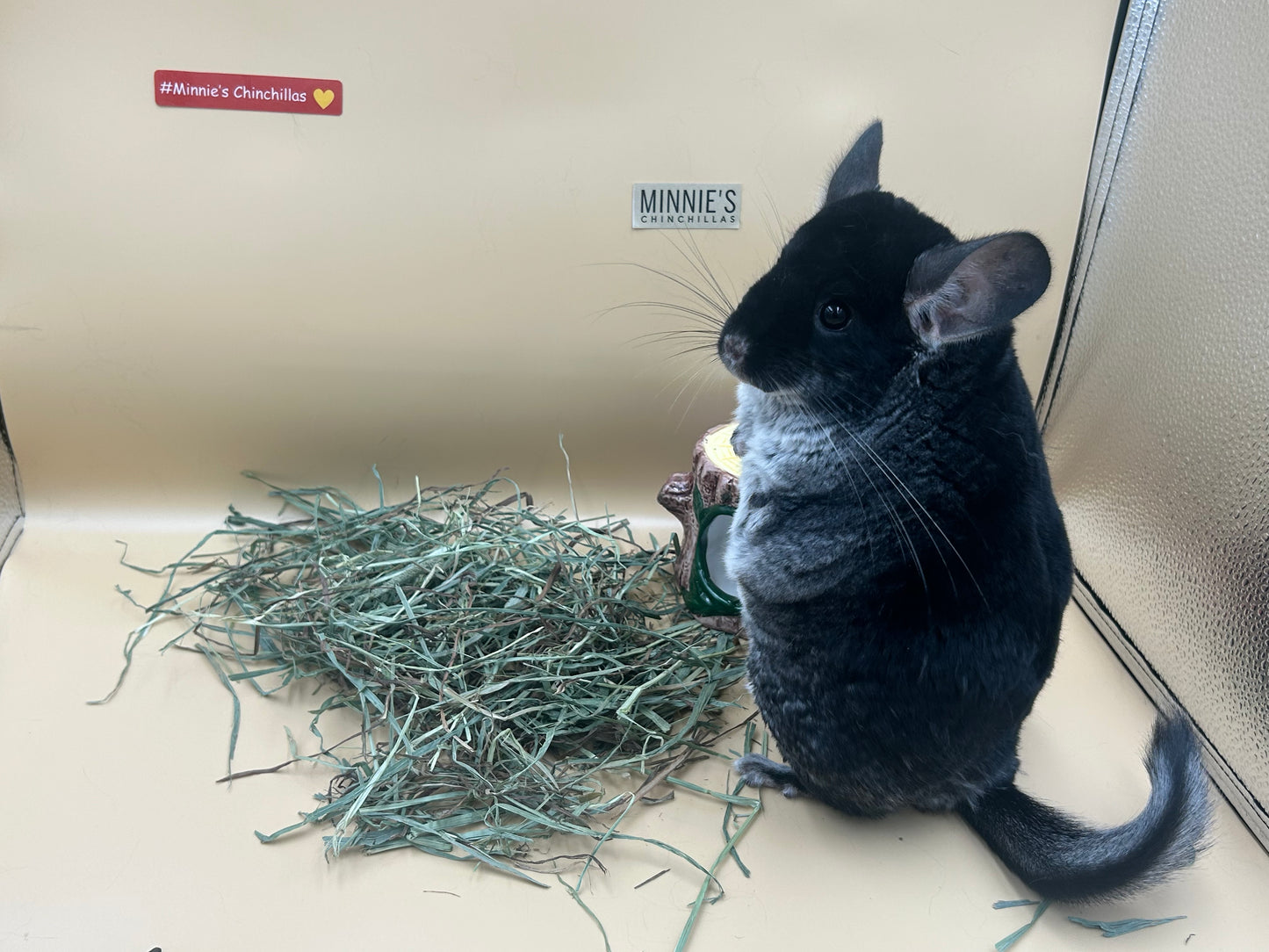 American Pet Diner APD Gold Timothy Hay soft 10/2026 highly palatable/ popular batch (taste test or sample avail) please return good hay bits ๐