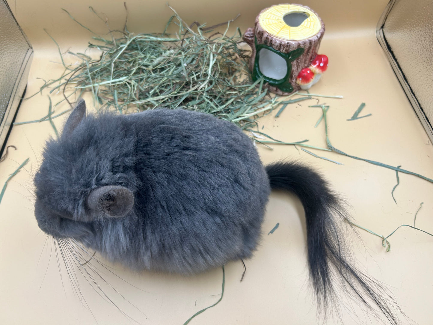 American Pet Diner APD Gold Timothy Hay soft 10/2026 highly palatable/ popular batch (taste test or sample avail) please return good hay bits ๐