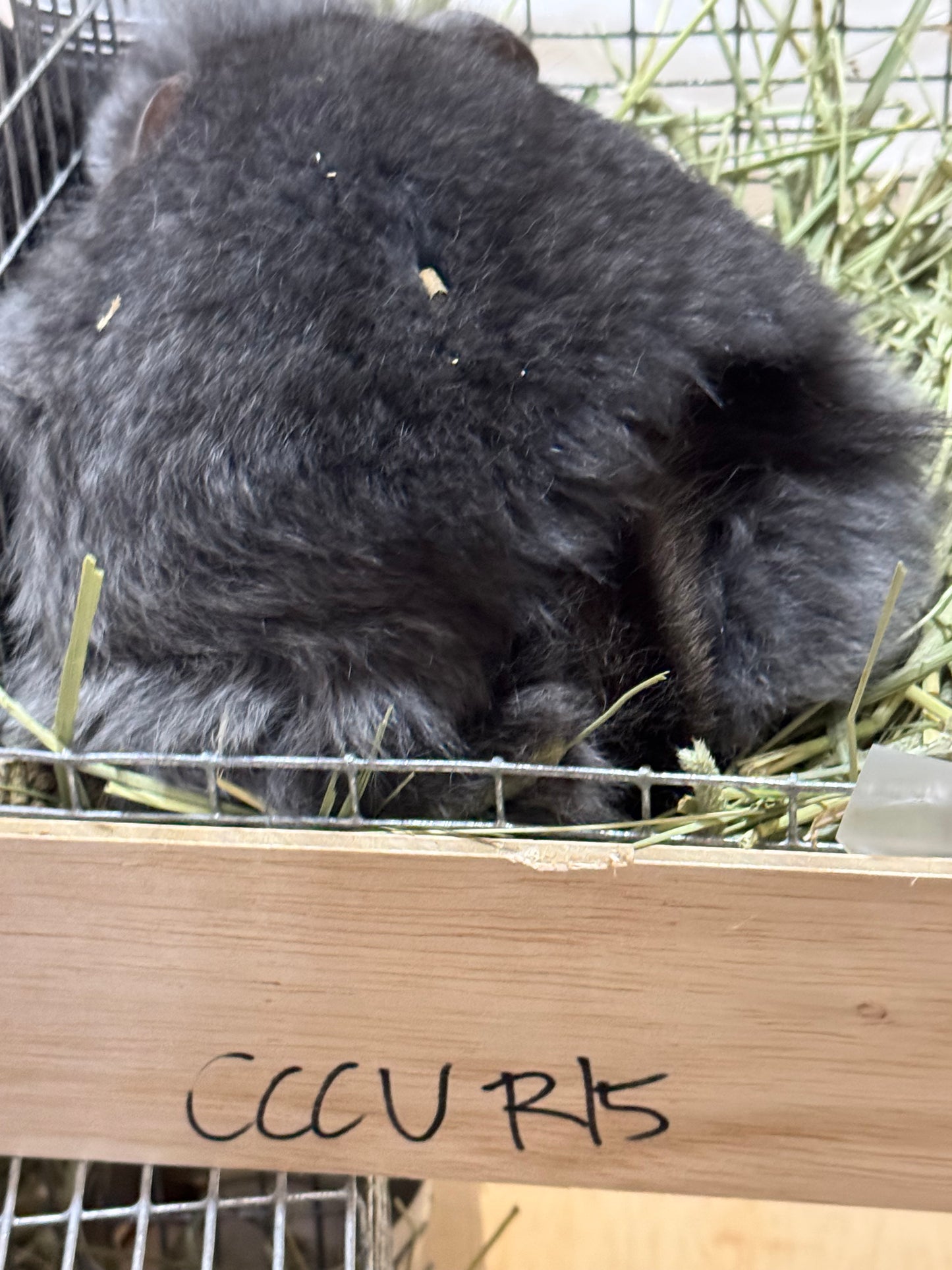 Chinchillas: R15 Dark Ebony RPA (Angora) RIAC female chinchilla for sale
