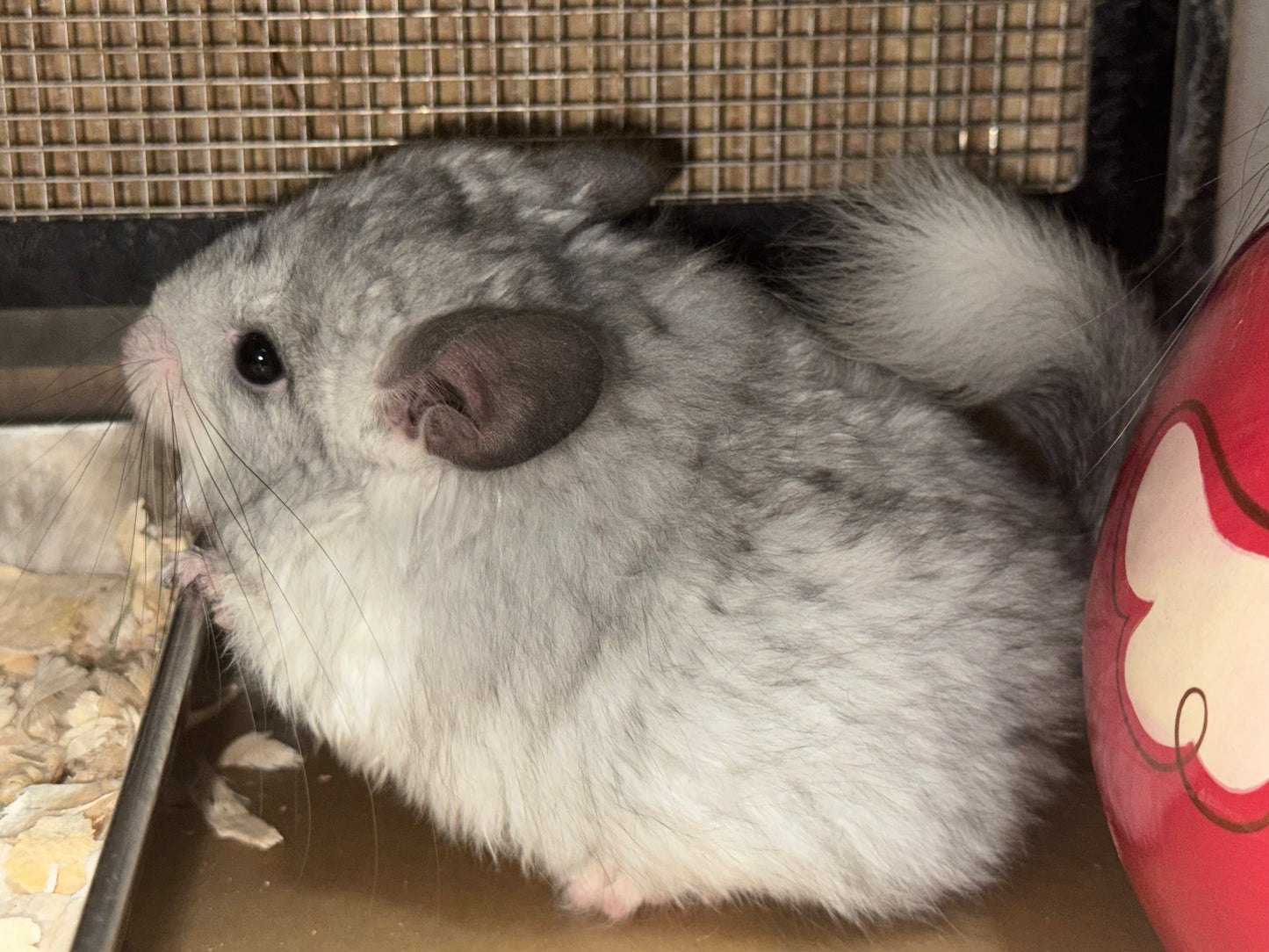 Chinchillas: S026 Mosaic RPA (angora) male chinchilla for sale (USA CCCU lineage)