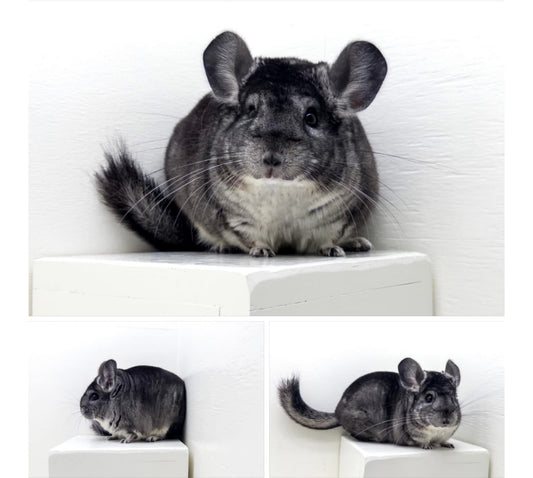 Chinchillas: P367 Standard female chinchilla for sale