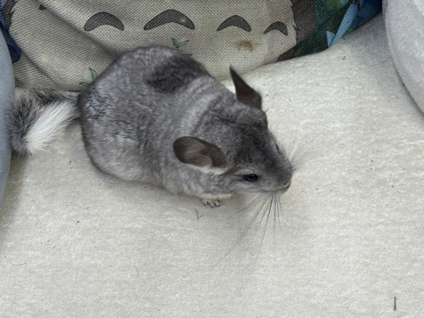 Chinchillas: S011 Mosaic female chinchilla for sale (USA lineage)