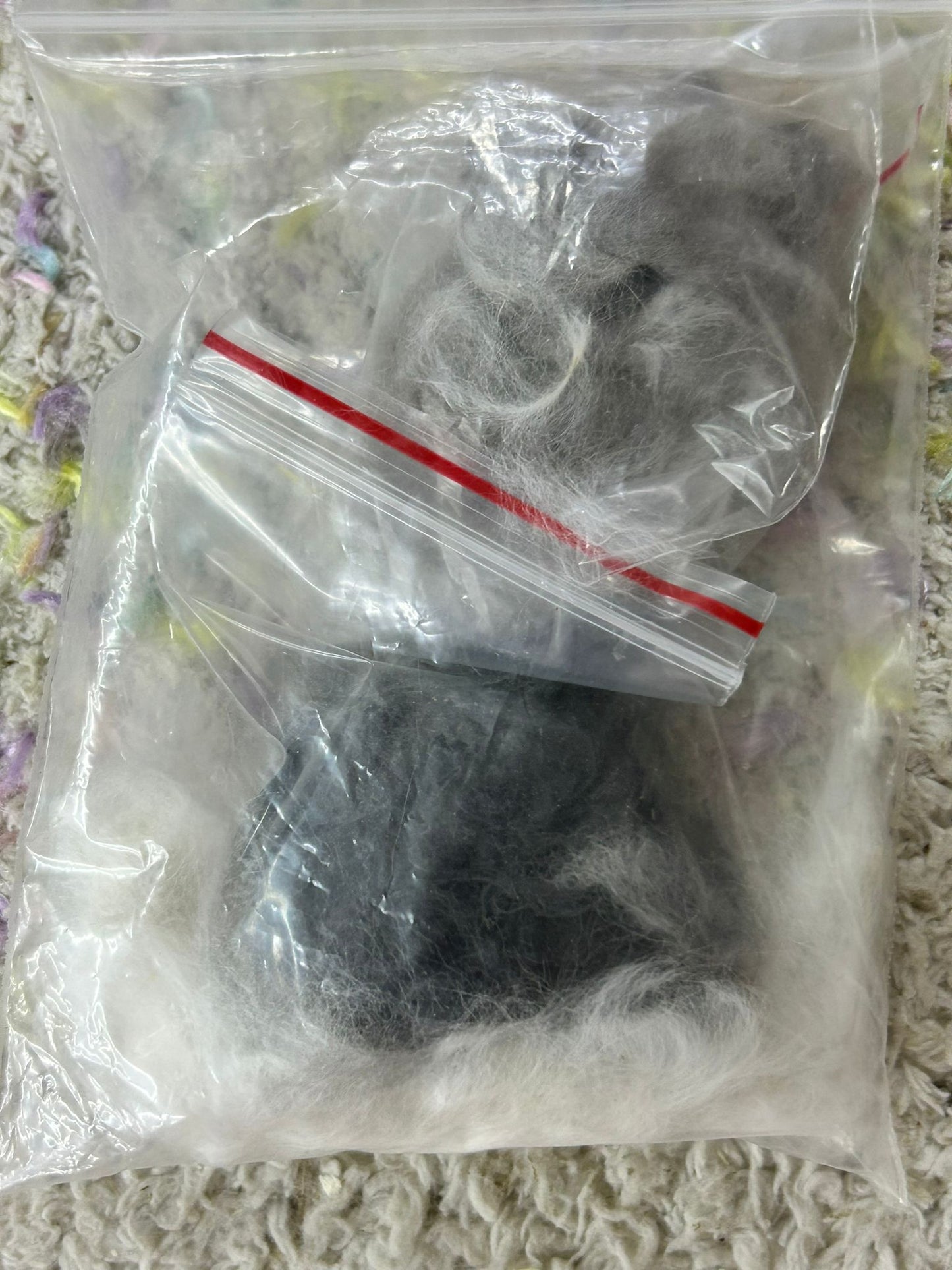 Grooming/ Checking of hair ring/ Combing out tangled fur knots from your RPA chinchillas or short fur chinchillas (any chinchilla) sometimes need to wash butts too😂