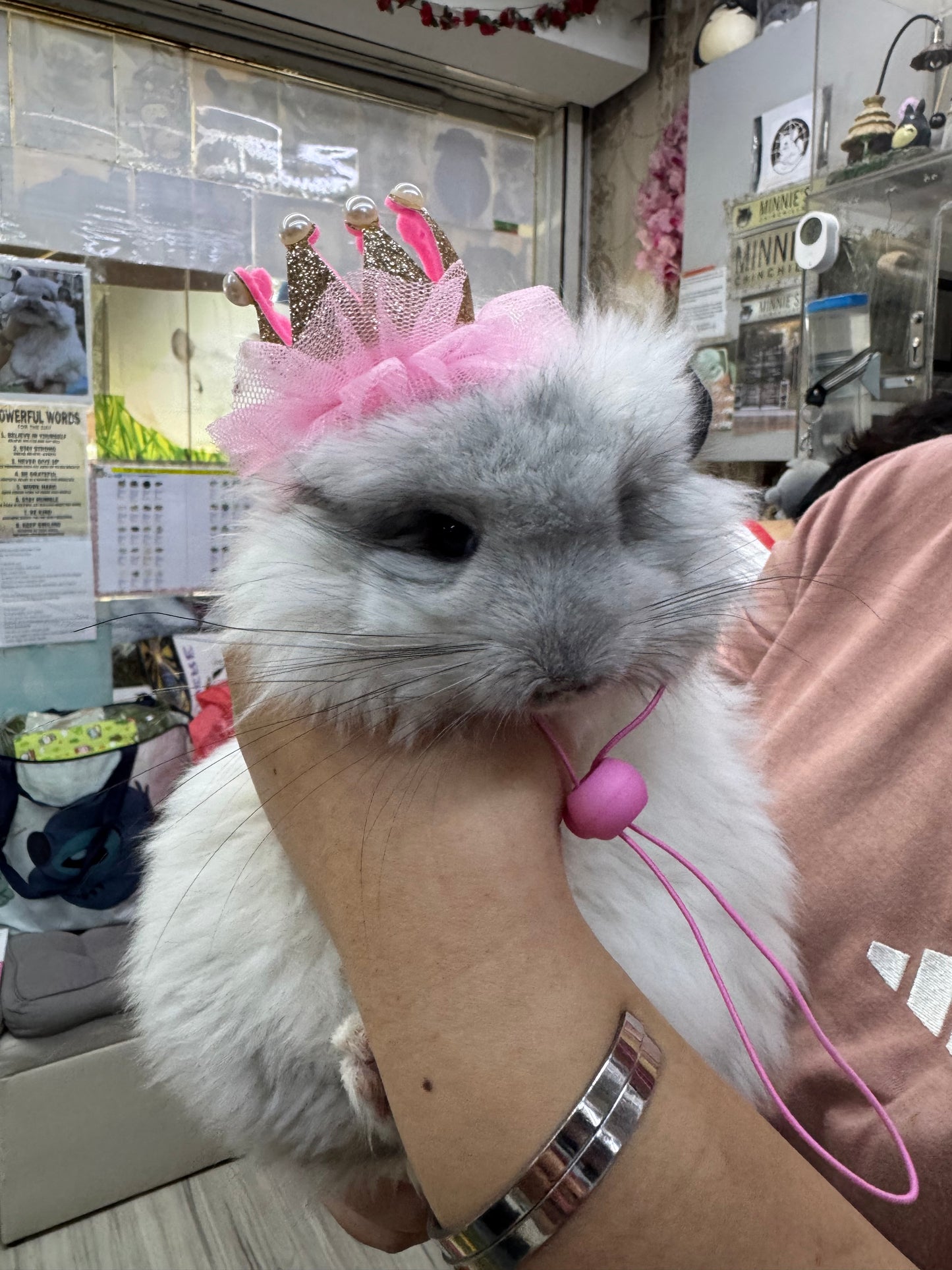 Chinchillas: S028 Mosaic RPA (angora) female chinchilla for sale (USA CCCU lineage) very fluffy