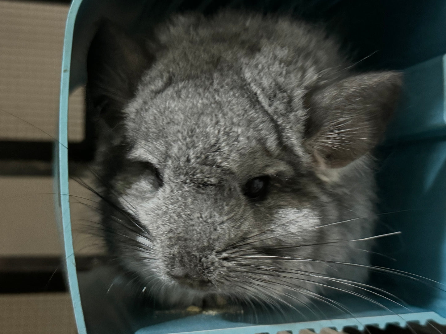 Wooly hay products new shipment from Japan (details as described) kept in aircon shop to ensure freshness.