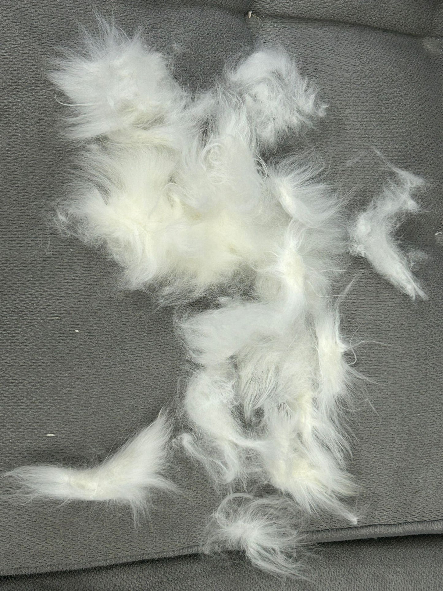 Grooming/ Checking of hair ring/ Combing out tangled fur knots from your RPA chinchillas or short fur chinchillas (any chinchilla) sometimes need to wash butts too😂