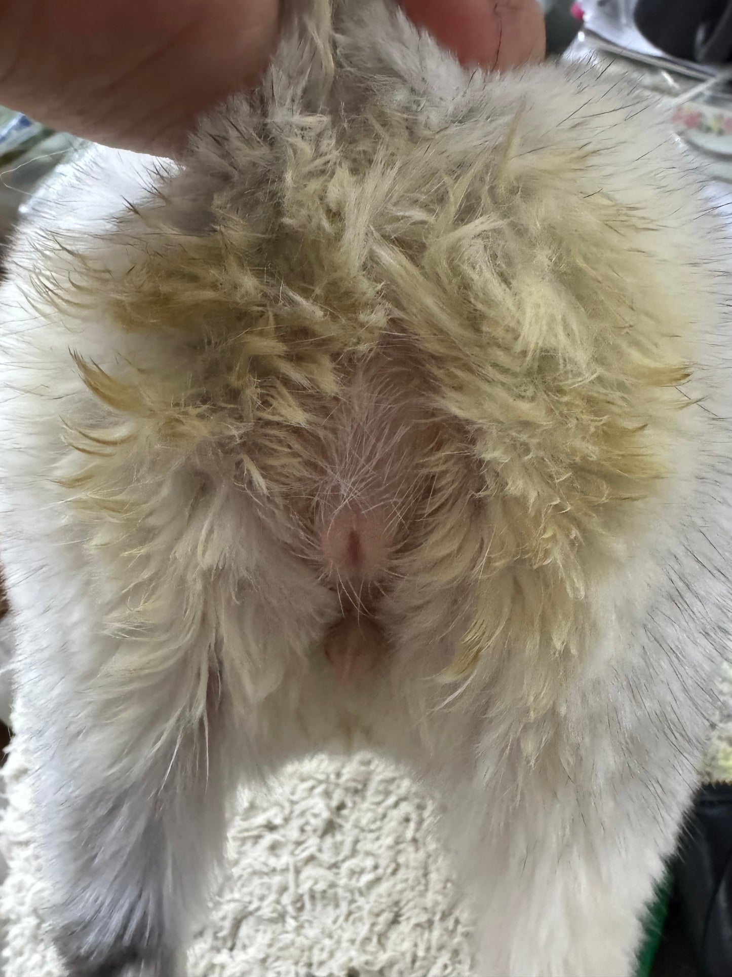 Grooming/ Checking of hair ring/ Combing out tangled fur knots from your RPA chinchillas or short fur chinchillas (any chinchilla) sometimes need to wash butts too😂