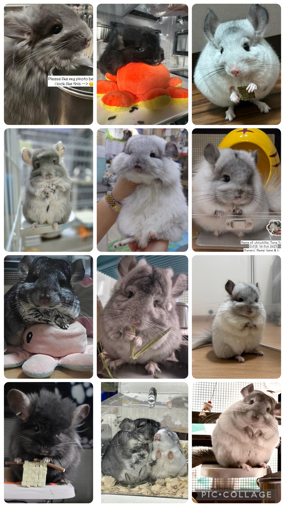 Minnie’s Chinchillas 2027 Calendar (pre order) to be picked up or sent with your order when it arrives.