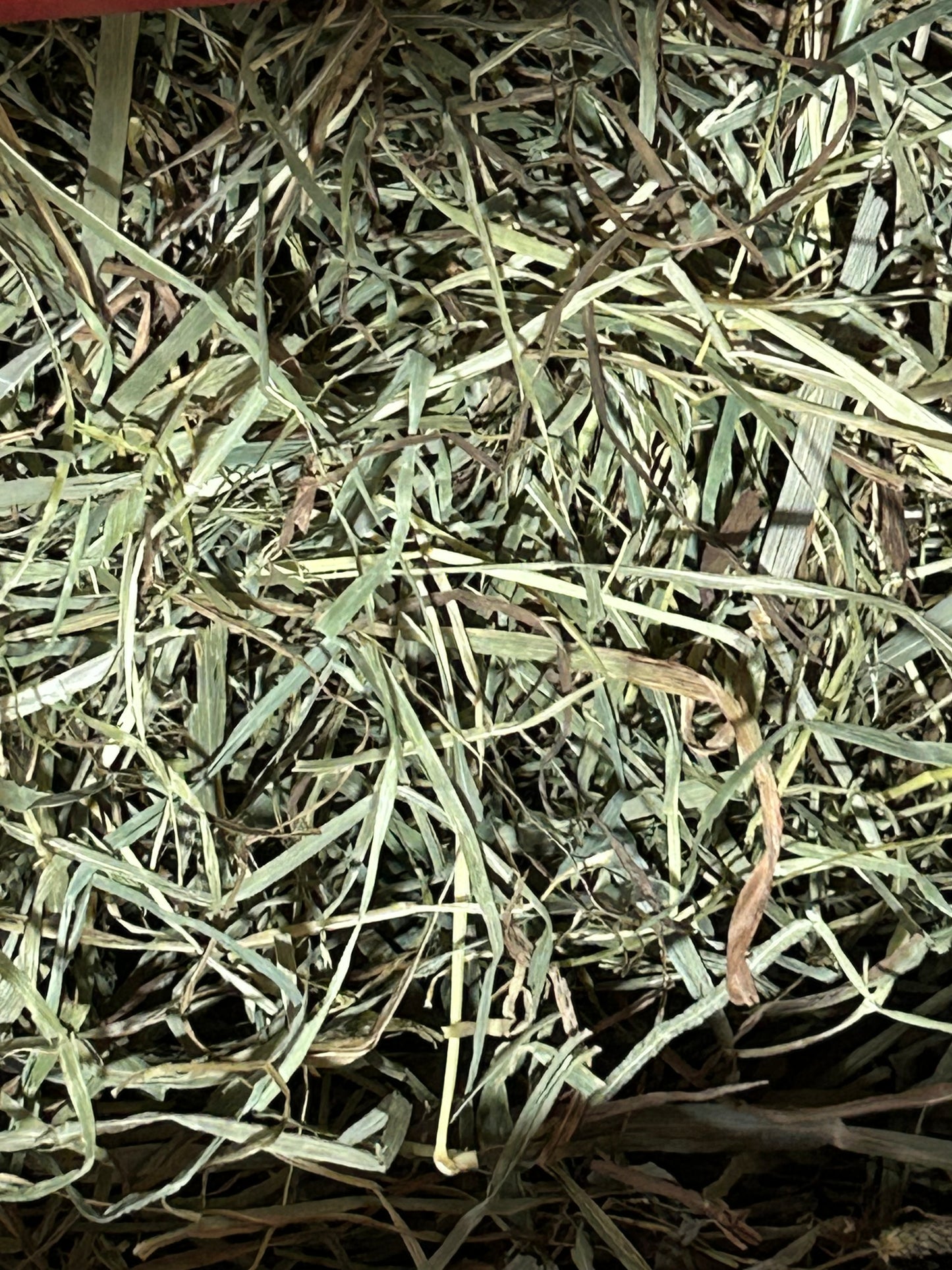 American Pet Diner APD Gold Timothy Hay soft 10/2026 highly palatable/ popular batch (taste test or sample avail) please return good hay bits ๐