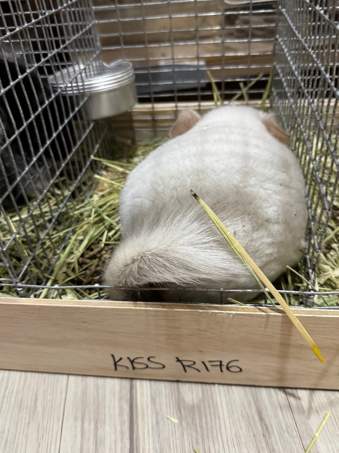 Chinchillas: R176 Extreme Pink White male chinchilla for sale