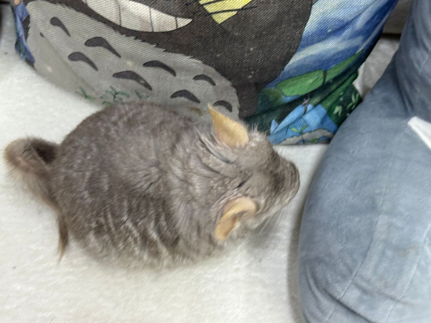 Chinchillas: M35 Tan RPA (Angora) female chinchilla