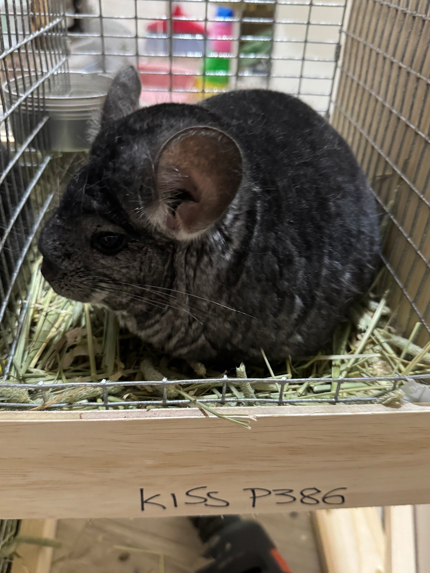 Chinchillas: P386 Standard female chinchilla for sale