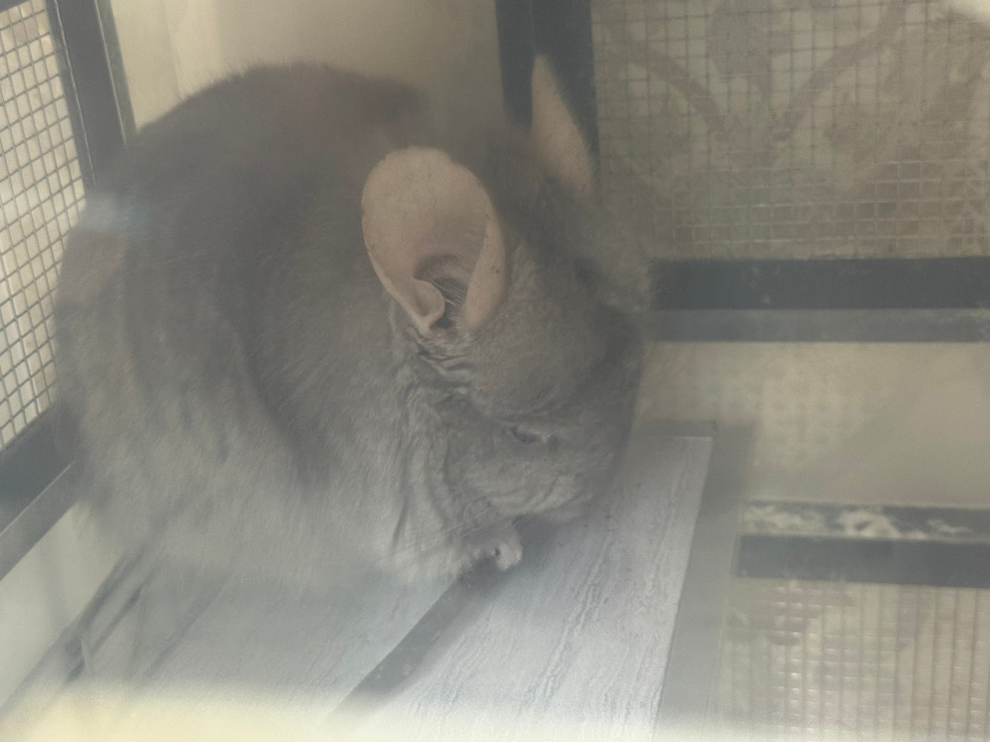 Organic baked pear sticks 100g limited stock