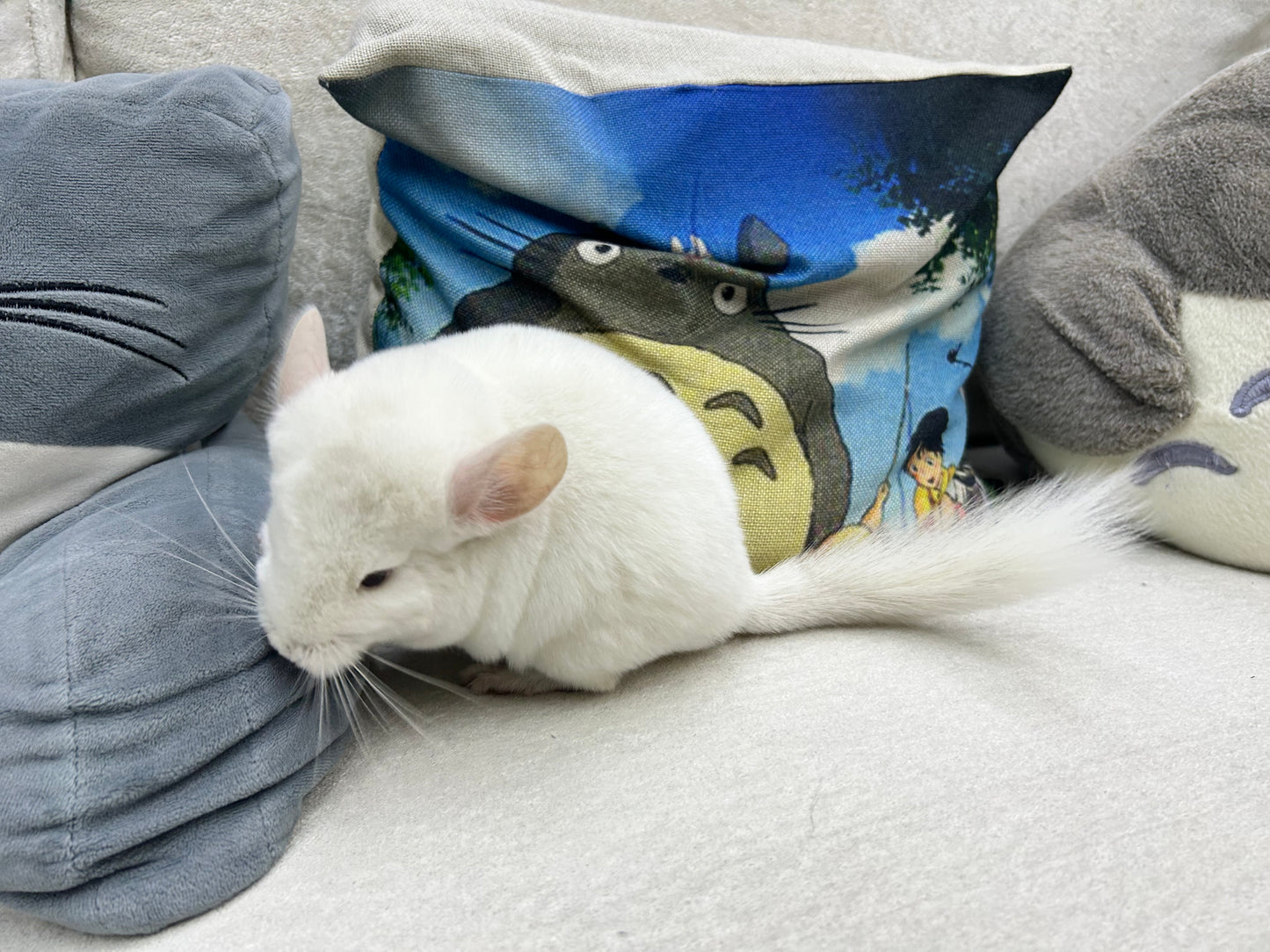 Chinchillas: P022 Pink White male chinchilla for sale big size thick fur (Master Shifu) (USA lineage) $1200