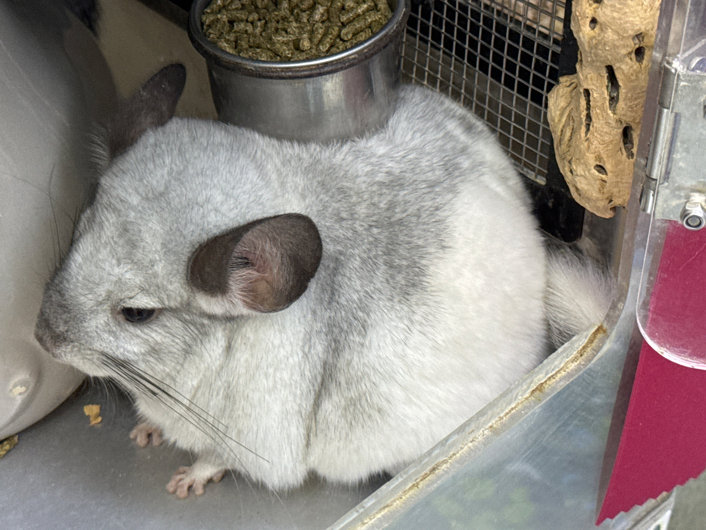 Chinchillas: R66 Extreme Mosaic female chinchilla for sale