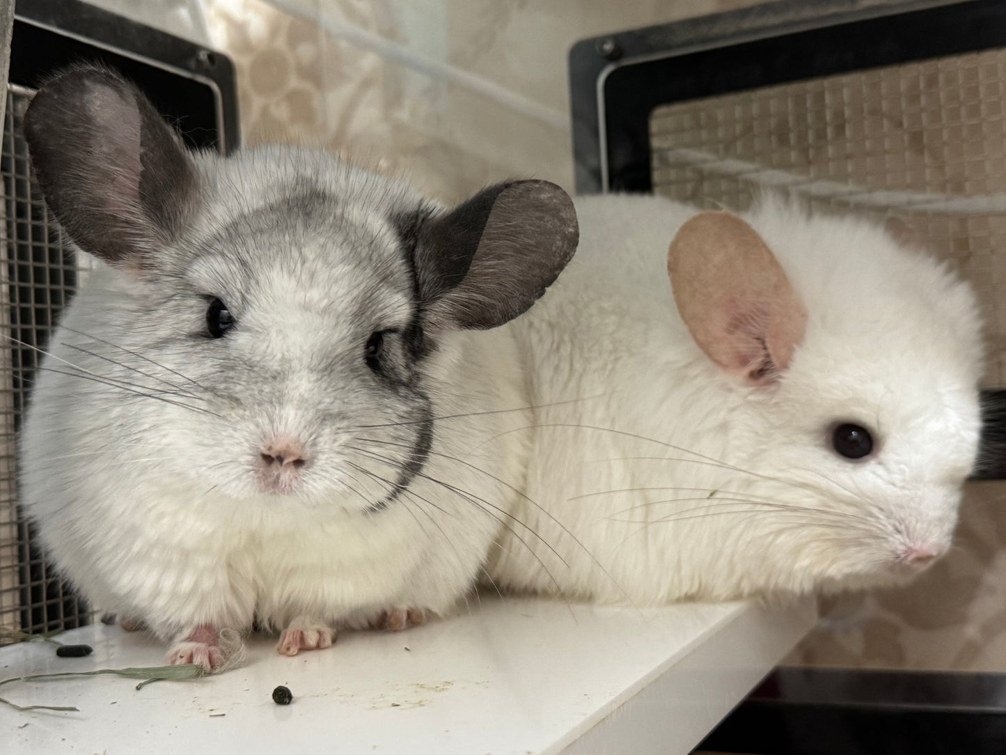 Chinchillas: R42 Pink White RPA female chinchilla for sale (Reserve Class Champion)
