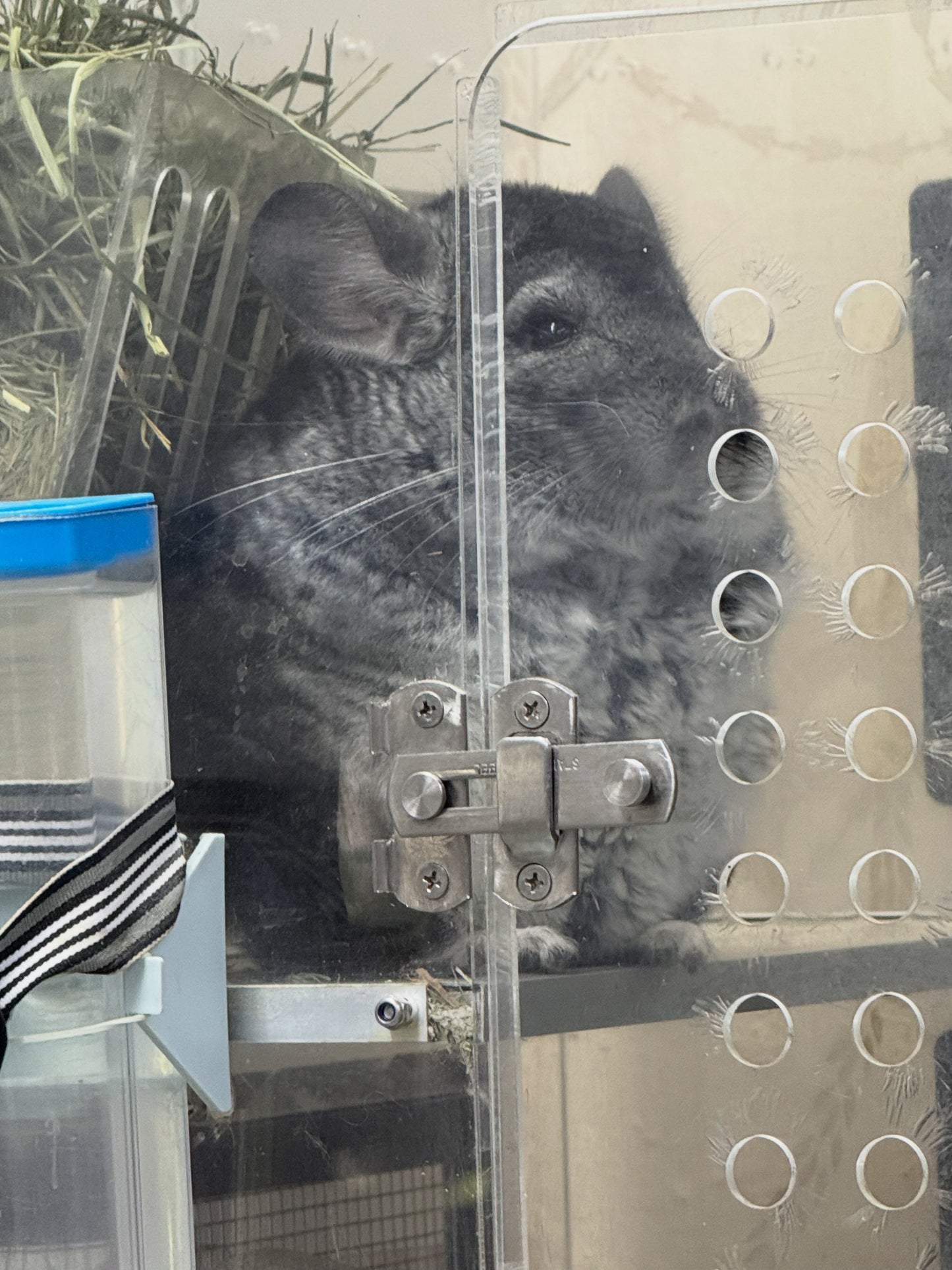Chinchillas: P157 Extra Dark Standard male chinchilla for sale (Class Champion)