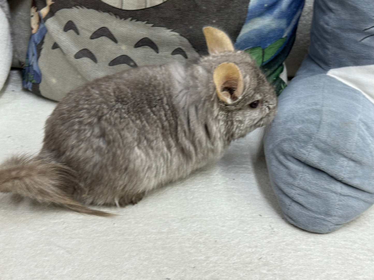 Chinchillas: M35 Tan RPA (Angora) female chinchilla
