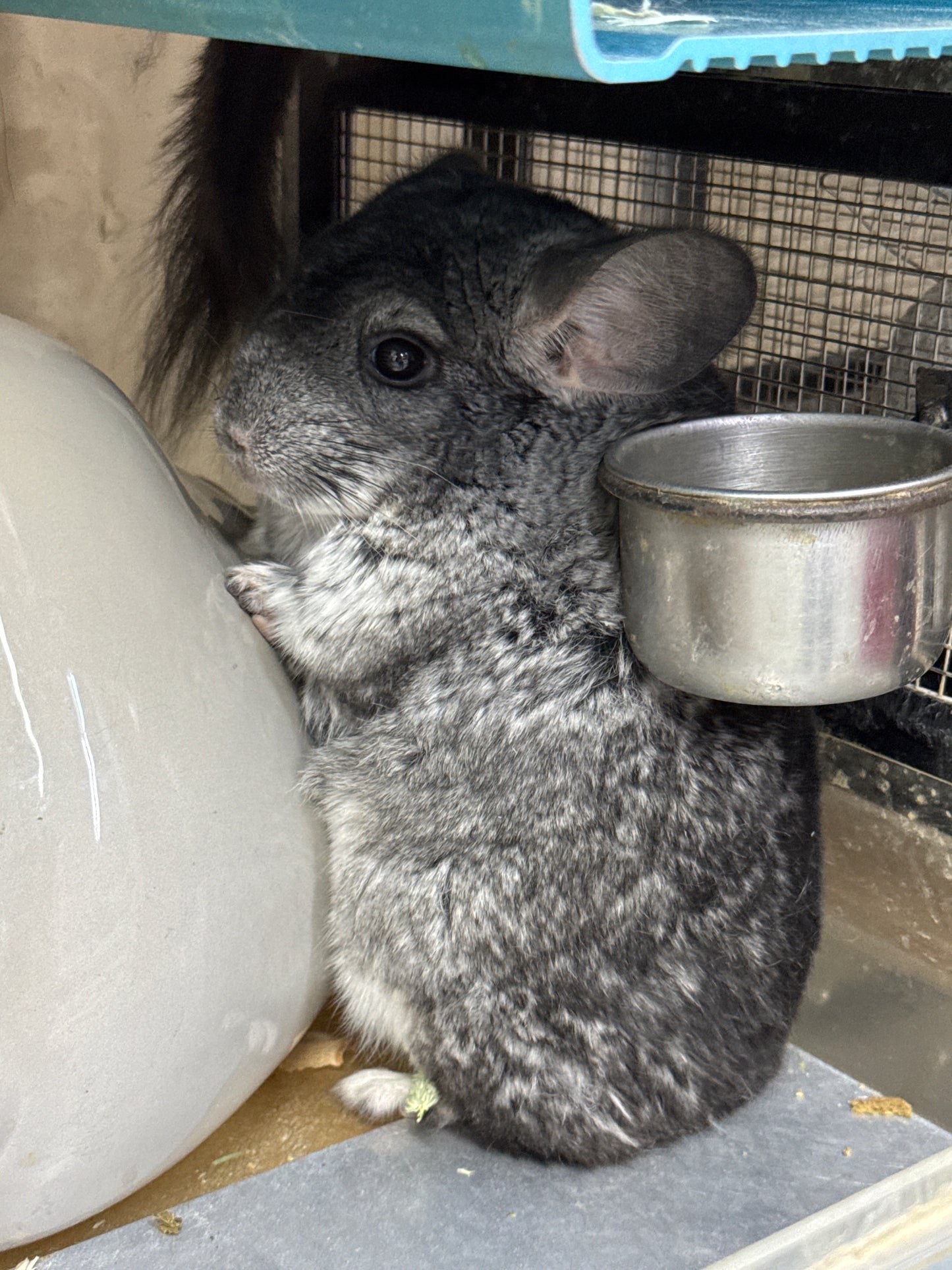 Chinchillas: R21
🏆Res Class Champion🏆 Standard female chinchilla for sale