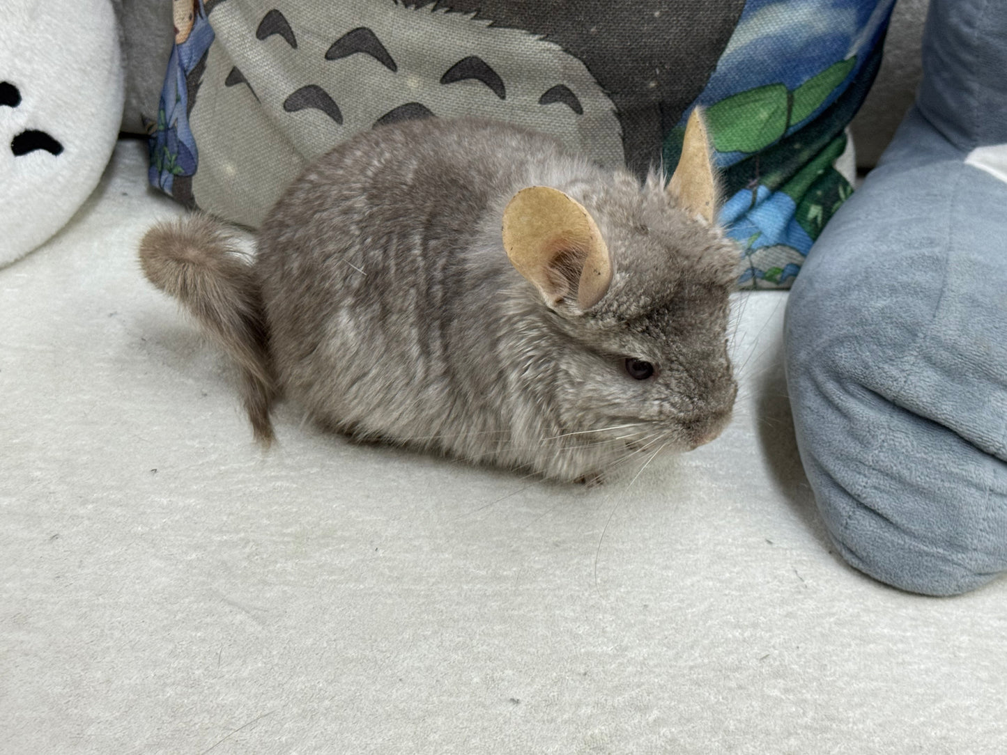 Chinchillas: M35 Tan RPA (Angora) female chinchilla