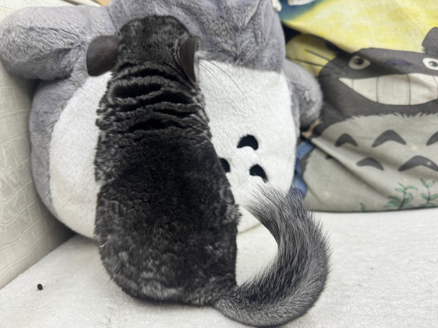 Chinchillas: R042 Standard male chinchilla for sale (USA lineage) $2000
