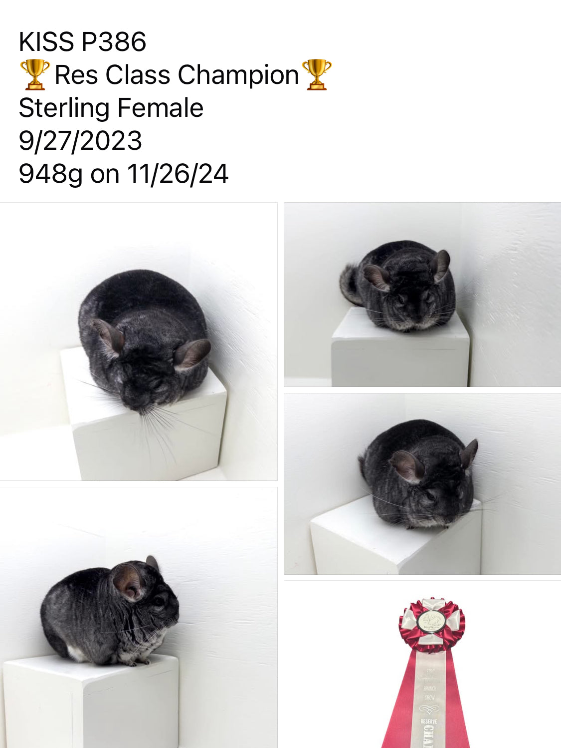 Chinchillas: P386 Standard female chinchilla for sale