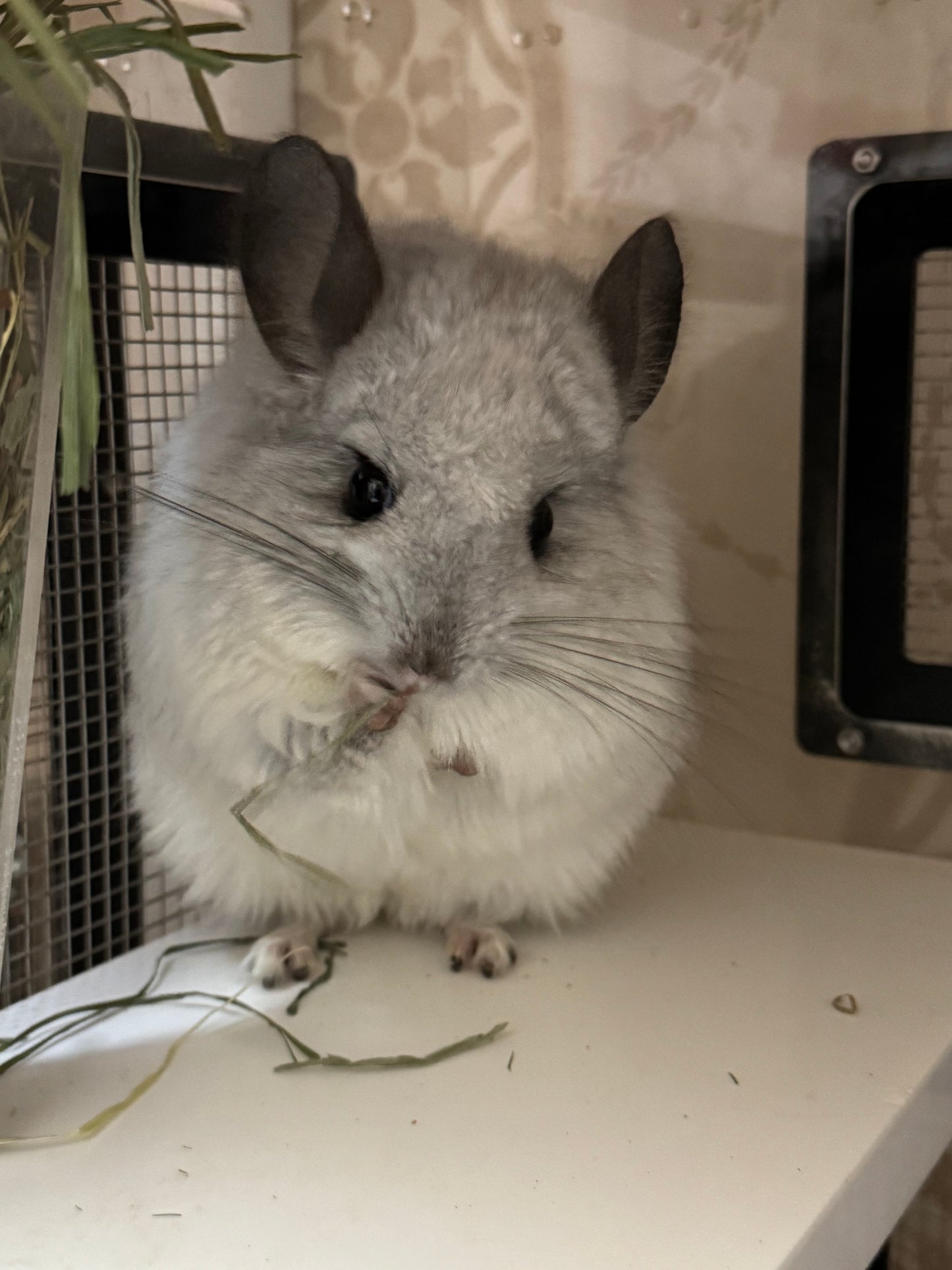 Chinchillas: P66 Mosaic RPA male chinchilla for sale