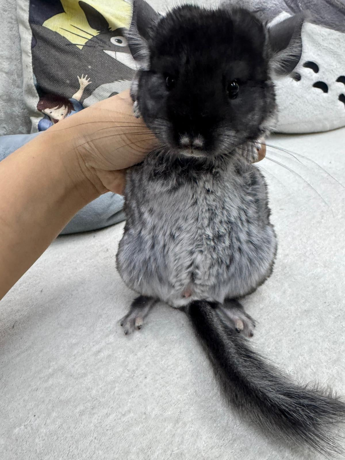 Chinchillas: S036 Black Velvet male chinchilla (USA lineage)