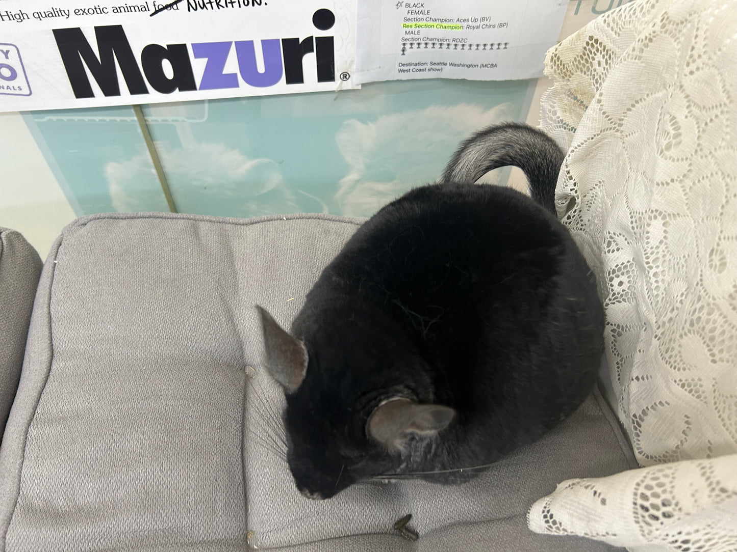 Mazuri 5M01 Chinchilla Pellets Expiry April 2026