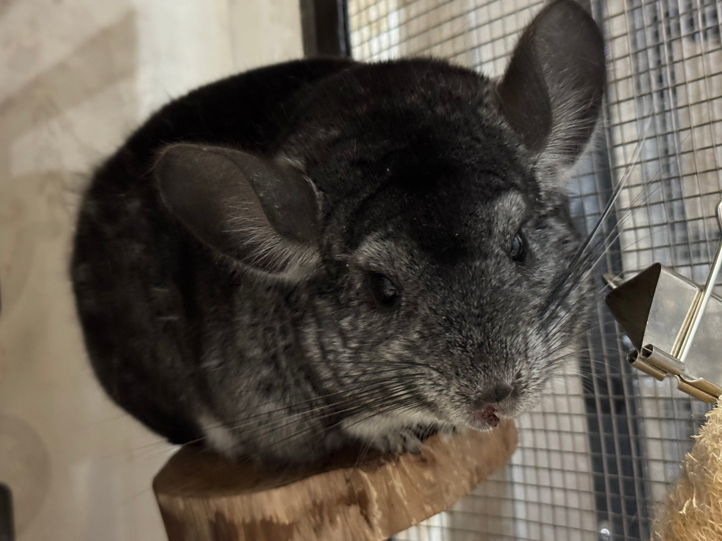 Chinchillas: P157 Extra Dark Standard male chinchilla for sale (Class Champion)