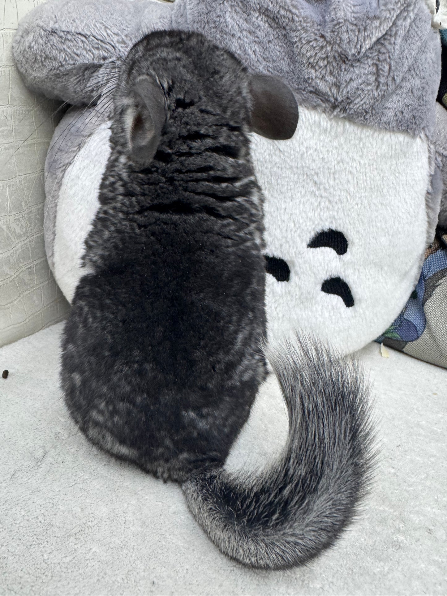 Chinchillas: R042 Standard male chinchilla for sale (USA lineage) $2000