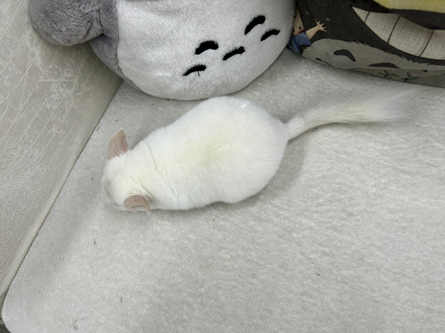 Chinchillas: P022 Pink White male chinchilla for sale big size thick fur (Master Shifu) (USA lineage) $1200