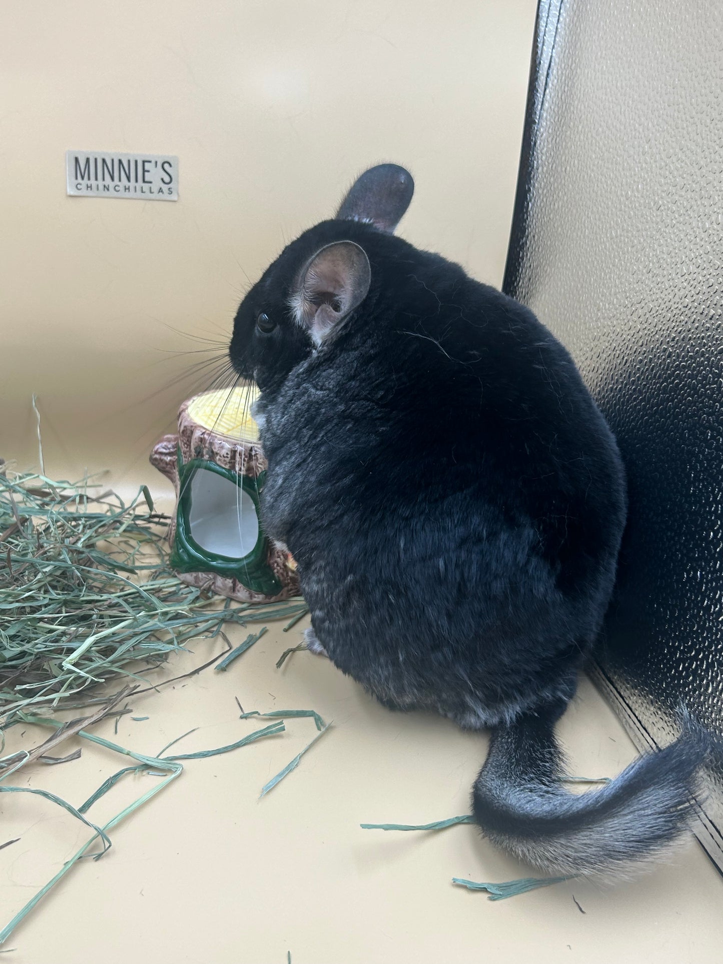 American Pet Diner APD Gold Timothy Hay soft 10/2026 highly palatable/ popular batch (taste test or sample avail) please return good hay bits ๐