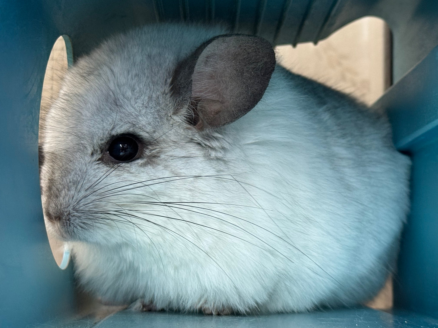 Chinchillas: P66 Mosaic RPA male chinchilla for sale