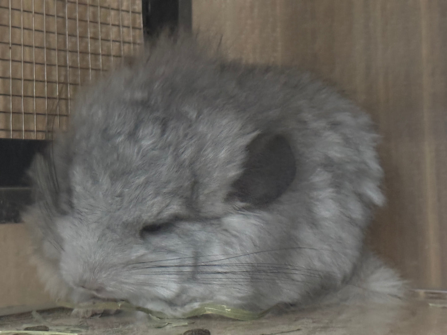 Chinchillas: S028 Mosaic RPA (angora) female chinchilla for sale (USA CCCU lineage)