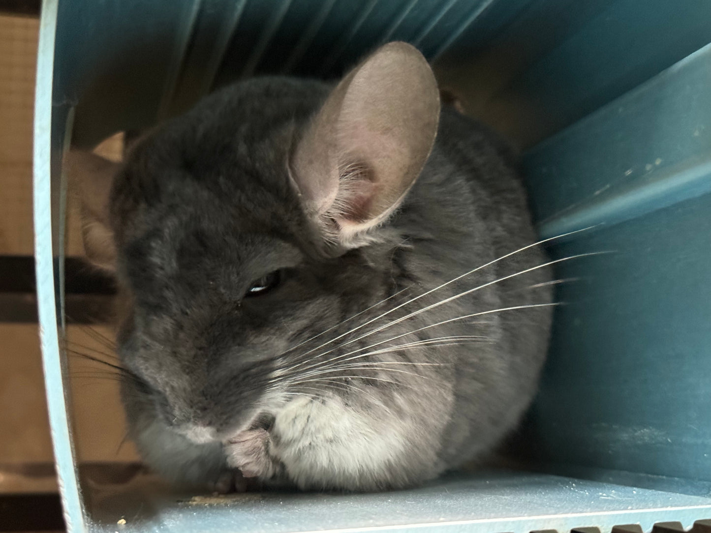 Wooly hay products new shipment from Japan (details as described) kept in aircon shop to ensure freshness.